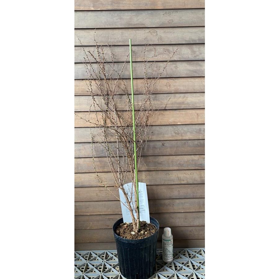 ピンクユキヤナギ（ピンク雪柳）フジノピンキー 6寸鉢植え 苗 苗木