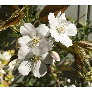 桜の木 桜の苗木 桜の花 駿河台匂桜：スルガダイニオイ（桜） 苗木