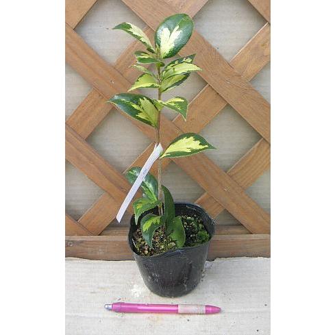 朝日の雪（斑入り葉椿）：椿（ツバキ） : 日本花卉ガーデンセンター