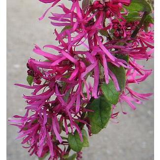 青葉 ベニバナトキワマンサク 紅花トキワマンサク Z 日本花卉ガーデンセンターyahoo 店 通販 Yahoo ショッピング