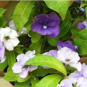 ニオイバンマツリ （5寸鉢植え） : 日本花卉ガーデンセンターYahoo!店