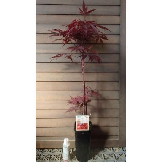 野村紅葉（ノムラモミジ）接ぎ木苗 4寸鉢植え : 日本花卉ガーデン