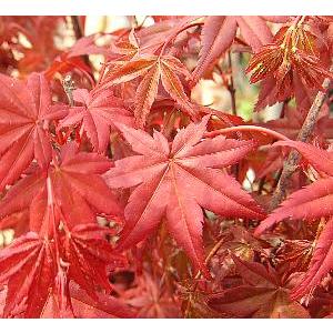 猩々紅葉（ショウジョウモミジ）（接ぎ木 4寸ポット植え） : 日本花卉
