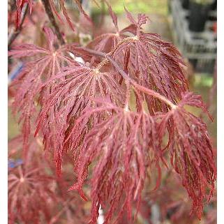 ベニシダレモミジ 紅枝垂れ紅葉 8号 苗木 2 ベニシダレモミジ 紅枝垂れ紅葉 8号 苗木 1 - メルカリ ベニ