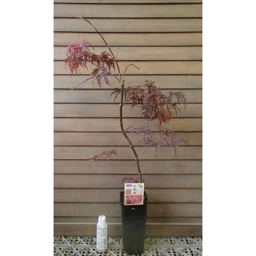 紅枝垂れ紅葉（ベニシダレモミジ）4寸ポット植え 接ぎ木苗 : 日本花卉