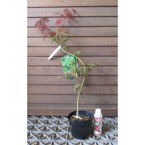 紅枝垂れ紅葉（ベニシダレモミジ）4寸ポット植え 接ぎ木苗 : 日本花卉