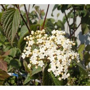 風鈴ガマズミ（ポット苗） フウリンガマズミ 樹高20〜30センチ程度