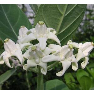 クラウン・フラワー（白花） クラウンフラワー 5寸鉢 : 日本花卉