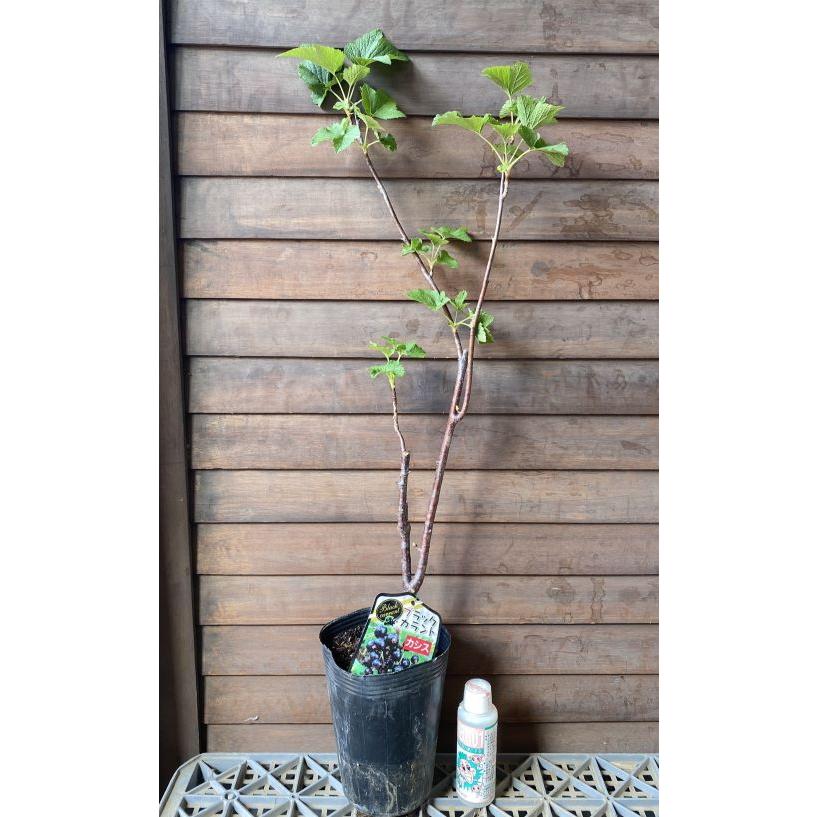 スグリ　挿木枝　約20cm　５本 spec | yamatoya co.,ltd. ベビーチェア・ベビーベッド・キッズ家具