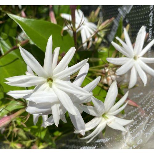 じゃすみん じゃすみん (@jasmine_himeda) / Posts / X