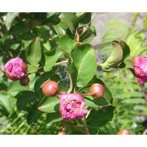 サルスベリ 八重咲き百日紅（サルスベリ）＊主幹が歪曲している場合が