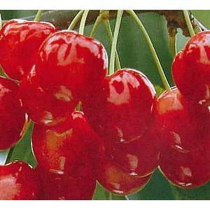 紅きらり（サクランボ）：果樹苗 PVP さくらんぼ 苗木 苗 接木 : 日本