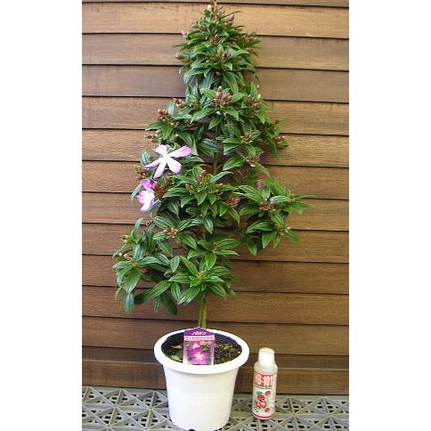 ノボタン コートダジュール（ピンク） : 日本花卉ガーデンセンター