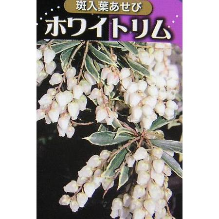 斑入り葉あせび ホワイトリム : 日本花卉ガーデンセンターYahoo!店