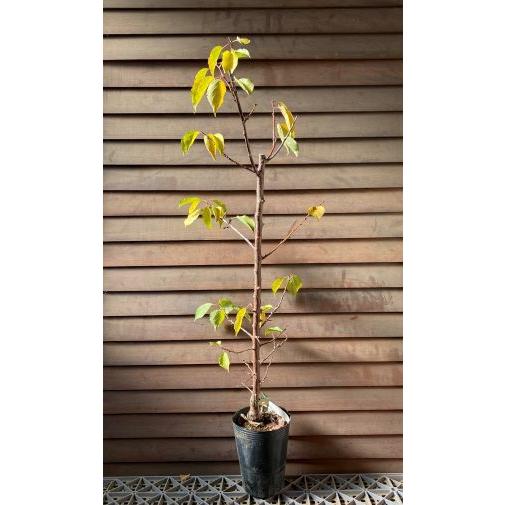 露茜（実梅）つゆあかね：果樹苗 : 日本花卉ガーデンセンターYahoo!店