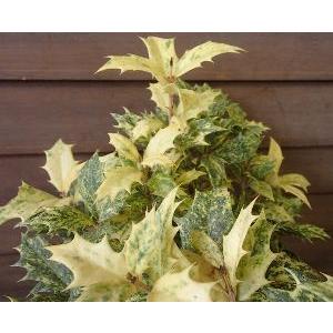 五色ヒイラギ（五色柊） 5寸鉢植え : 日本花卉ガーデンセンターYahoo