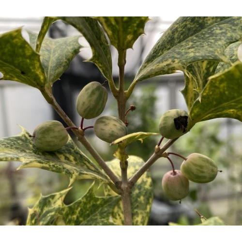 五色ヒイラギ（五色柊） 5寸鉢植え : 日本花卉ガーデンセンターYahoo