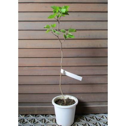白実桑 ホワイトマルベリー 挿し木 5寸鉢植え 果樹苗 Z 日本花卉ガーデンセンターyahoo 店 通販 Yahoo ショッピング