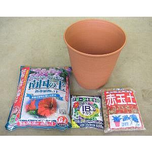 14周年記念イベントが 南国の植物栽培セット 南国の植物育成キット Minutomotor Com Br