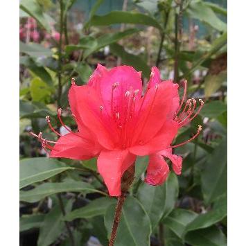 天城躑躅（アマギツツジ）天城ツツジ : 日本花卉ガーデンセンターYahoo