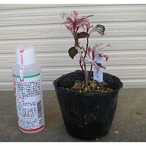 斑入り葉美男カズラ（紅吹雪）ビナンカズラ 苗 苗木 : 日本花卉