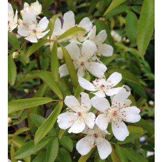 一重咲き 白花 木香薔薇 モッコウバラ 日本全国 送料無料