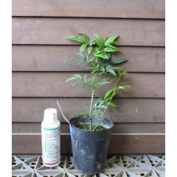 価格交渉ok送料無料 一重咲き 黄花 モッコウバラ 木香薔薇 新作からsaleアイテム等お得な商品満載