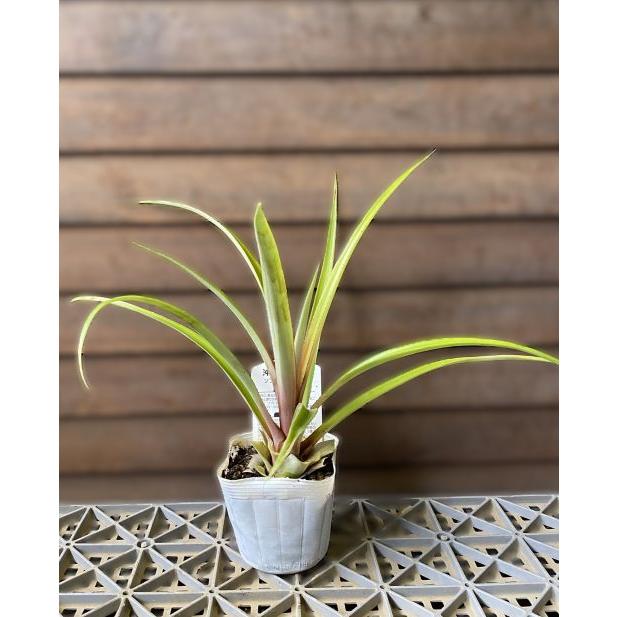 ソフトタッチパイン（パイナップル）苗 苗木 ：熱帯果樹苗