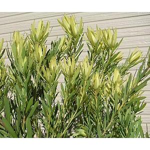 リュウカデンドロン イエローデビル（鉢植え） リューカデンドロン