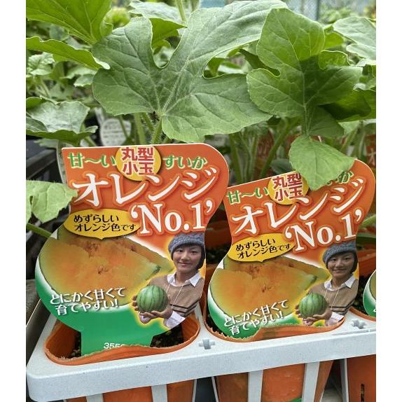 4月下旬以降発送予定 小玉すいか オレンジNo.1 2ポットセット 野菜 苗