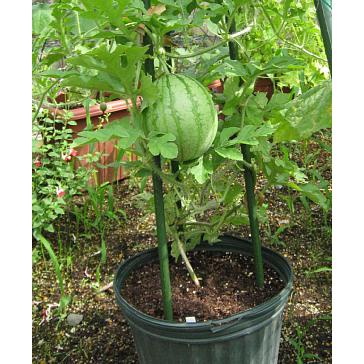 4月下旬以降発送予定 中玉すいか 銀世界 2ポット 野菜 苗 珍しい すいか 西瓜 白いスイカ Z 日本花卉ガーデンセンターyahoo 店 通販 Yahoo ショッピング