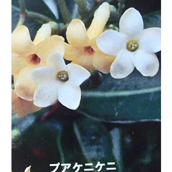 プア・ケニケニ（プアケニケニ） 3寸ポット植え 苗 苗木 お一人様1株 