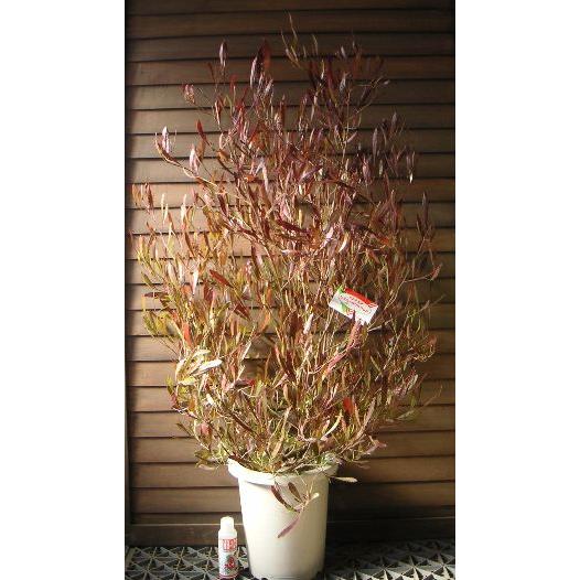 ドドナエア ポップブッシュ プルプレア（樹高80センチ程度） : 日本