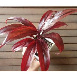 ティ・リーフ（赤葉 Powder Puff）ティーリーフ鉢植え : 日本花卉