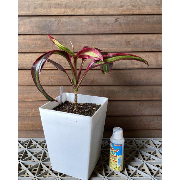 ティーリーフ葉450枚 ティ・リーフ （Jungle River） 6寸スクエア鉢植え ティーリーフ