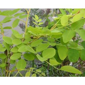 黄金葉ニセアカシア フリーシア 5〜6寸ポット植え（樹形様々です