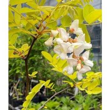 黄金葉ニセアカシア フリーシア 5〜6寸ポット植え（樹形様々です