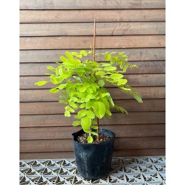 黄金葉ニセアカシア フリーシア 5〜6寸ポット植え（樹形様々です