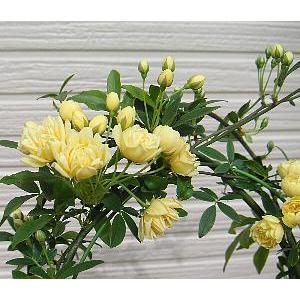 鉢植え 黄花 モッコウバラ（木香薔薇） : 日本花卉ガーデンセンター