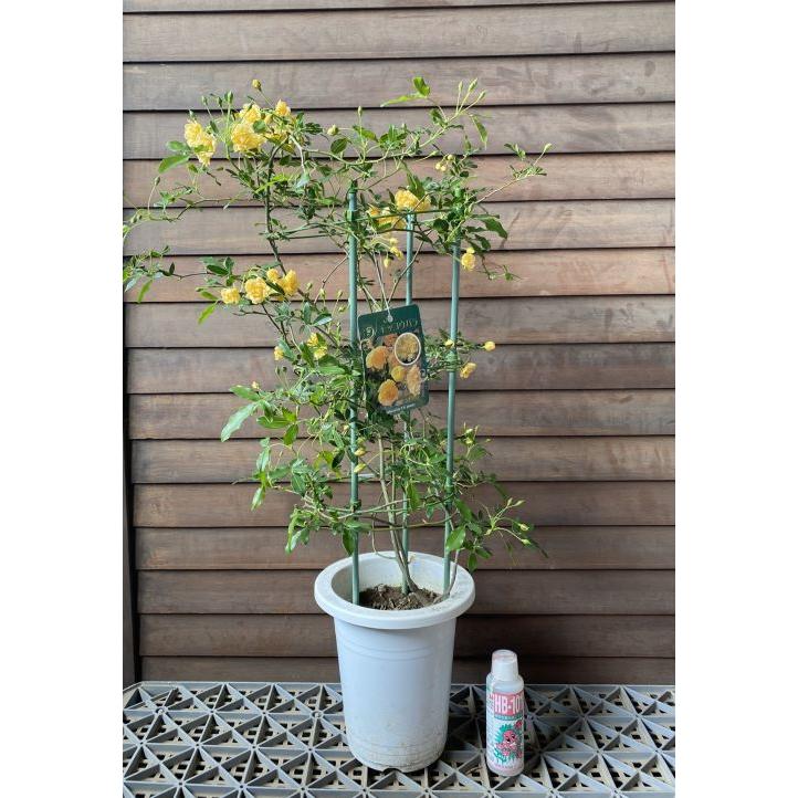 鉢植え 黄花 モッコウバラ（木香薔薇） : 日本花卉ガーデンセンター
