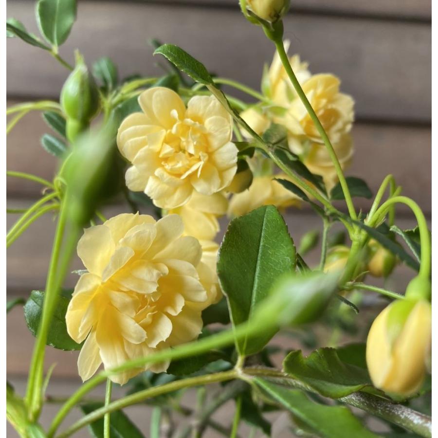 鉢植え 黄花 モッコウバラ（木香薔薇） : 日本花卉ガーデンセンター