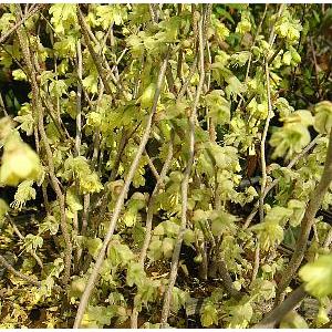 ヒュウガミズキ 姫水木 日向水木 5寸ポット植え Z 日本花卉ガーデンセンターyahoo 店 通販 Yahoo ショッピング