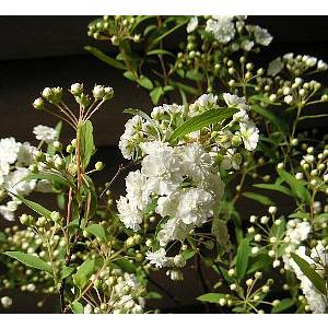 八重咲きコデマリ（こでまり）3寸ポット植え 苗 苗木 : 日本花卉