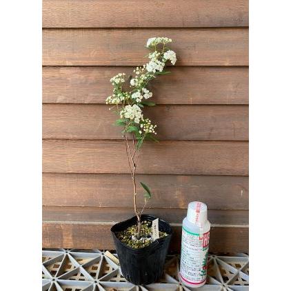 八重咲きコデマリ（こでまり）3寸ポット植え 苗 苗木 : 日本花卉