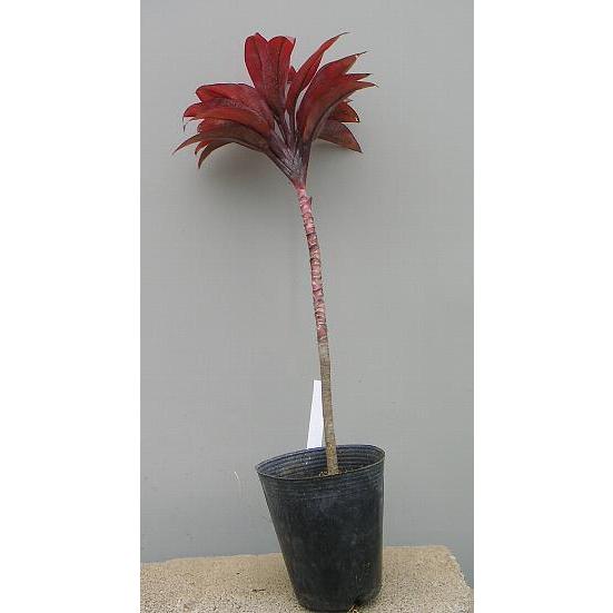 ティ・リーフ（コンパクタレッド） : 日本花卉ガーデンセンターYahoo