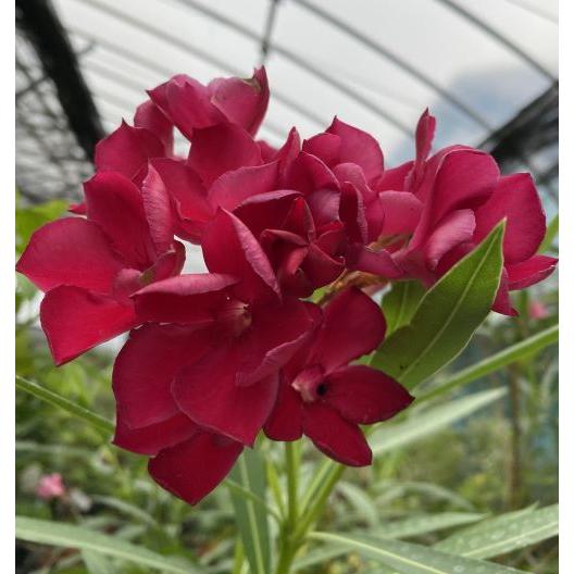 【中古】 夾竹桃の花が揺れる頃に 夾竹桃の花が揺れる頃に 玉井恵美子 - メルカリ