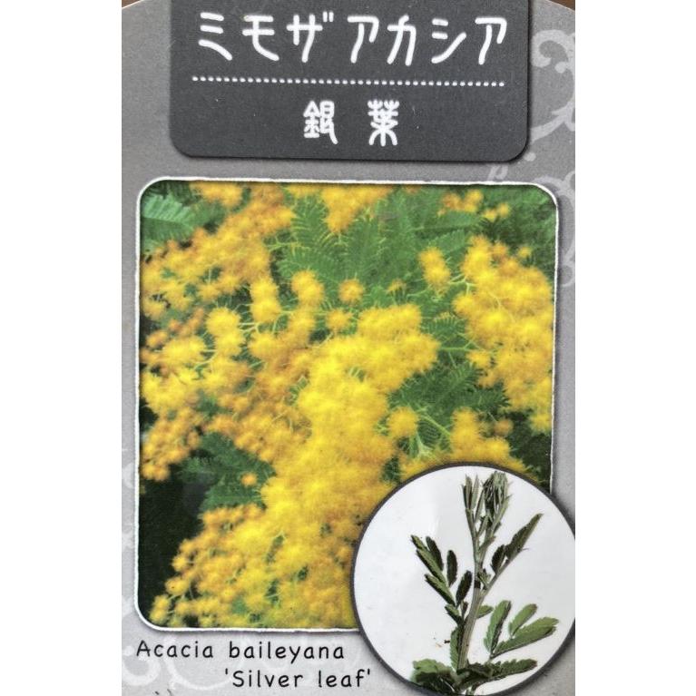 ミモザアカシア 銀葉 4寸ポット植え 苗 苗木（アカシアの木） : 日本