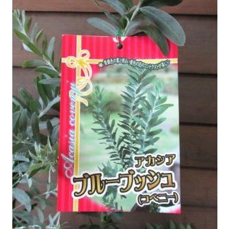 アカシア ブルーブッシュ 4寸ポット植え : 日本花卉ガーデンセンター