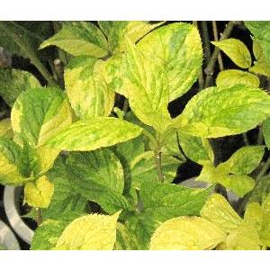 斑入り葉ハナイカダ（花筏、花イカダ）雌雄株セット（掃込斑） : 日本
