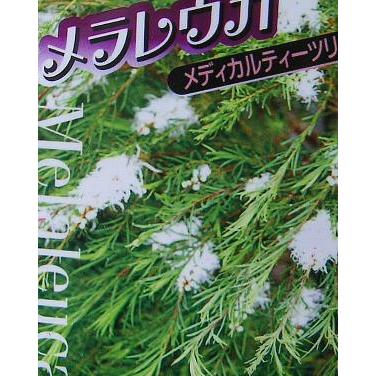 メラレウカ メディカルティーツリー 5寸ポット植え : 日本花卉